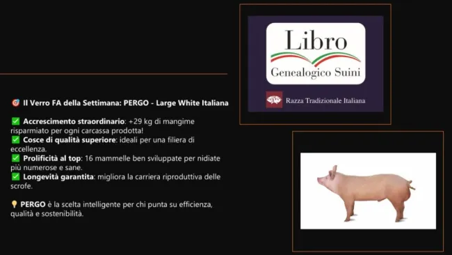 Il Verro FA della Settimana: PERGO - Large White Italiana