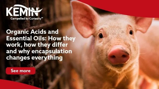 Organic Acids and Essential Oils: How They Work, How They Differ and Why Encapsulation Changes Everything