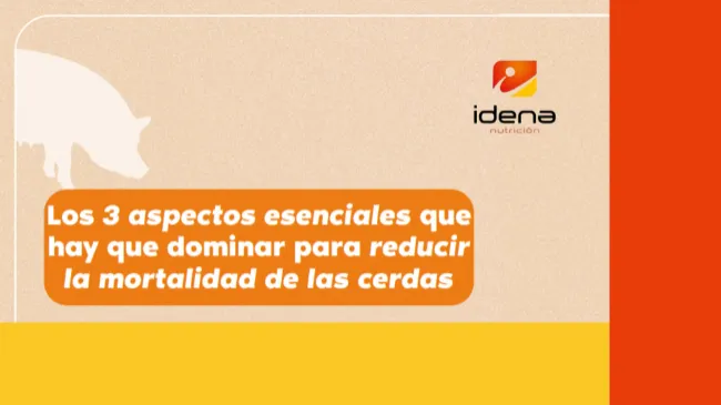 Los 3 aspectos esenciales que hay que dominar para reducir la mortalidad de las cerdas