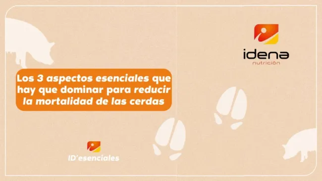 🌟 Los 3 aspectos esenciales que hay que dominar para reducir la mor...
