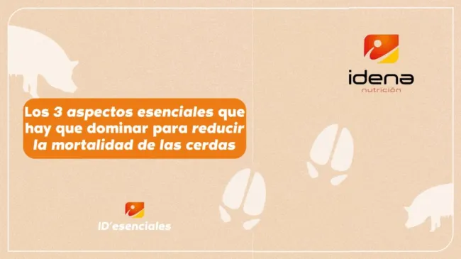 🌟 Los 3 aspectos esenciales que hay que dominar para reducir la mor...