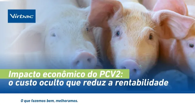 Impacto econômico do PCV2: o custo oculto que reduz a rentabilidade