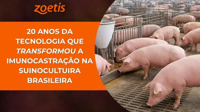 Duas décadas de inovação em imunocastração e a consolidação de um marco para a suinocultura brasileira  