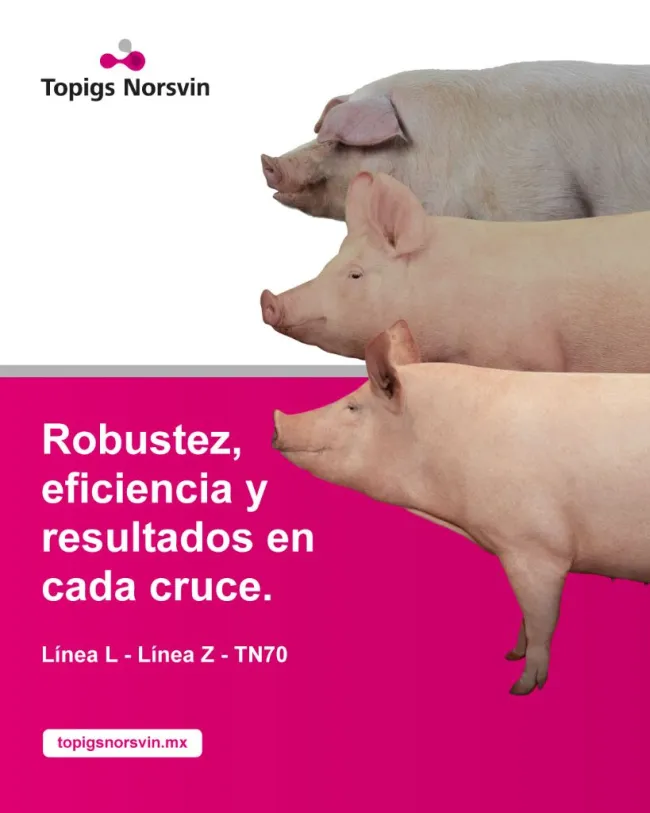 La línea materna de Topigs Norsvin está diseñada para construir el ...