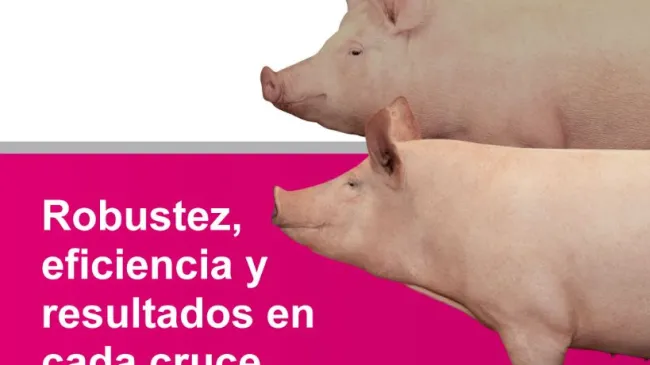 La línea materna de Topigs Norsvin está diseñada para construir el ...