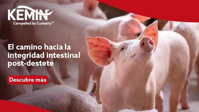El camino hacia la integridad intestinal post destete