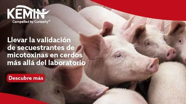 Llevar la validación de secuestrantes de micotoxinas en cerdos más allá del laboratorio