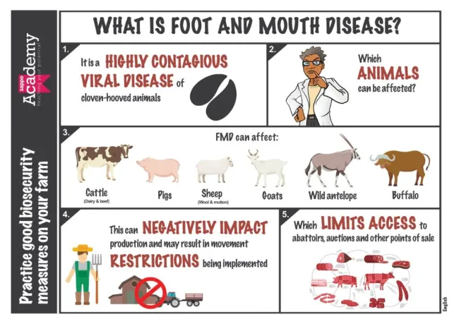 Detailed definition of Foot and Mouth Disease