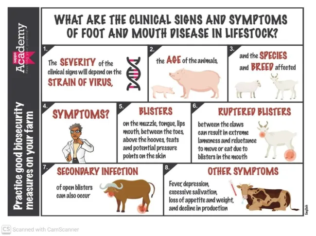 Do not get confused, learn about the clinical signs of Foot and Mouth ...