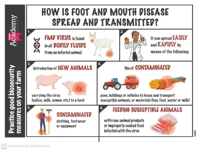 Do not be the reason Foot and Mouth is spreading. learn how the virus ...