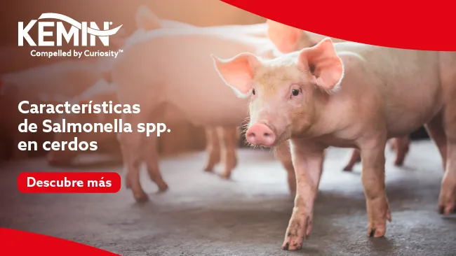 Características de Salmonella spp. en cerdos 