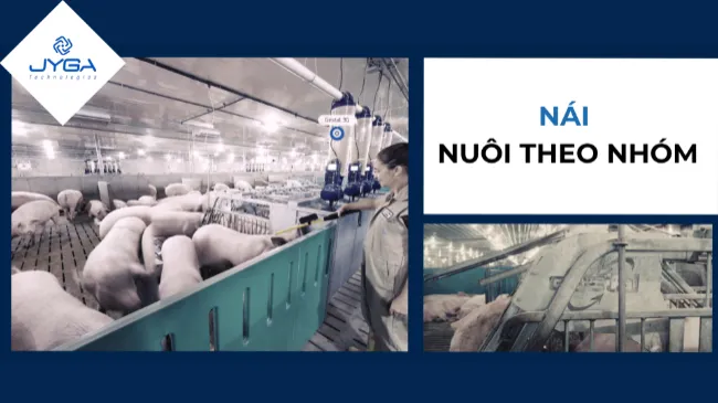 Tối ưu hiệu quả và hạn chế rủi ro khi chuyển đổi sang mô hình nuôi nái theo nhóm
