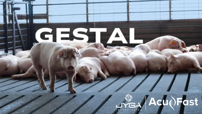 AcuFast apuesta por alimentación de precisión con GESTAL Quattro para optimizar el crecimiento de lechones