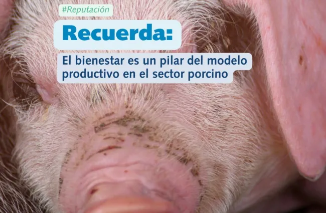 🔍 ¿Qué entendemos realmente por bienestar animal en la producció...