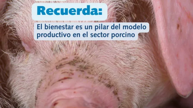 🔍 ¿Qué entendemos realmente por bienestar animal en la producció...