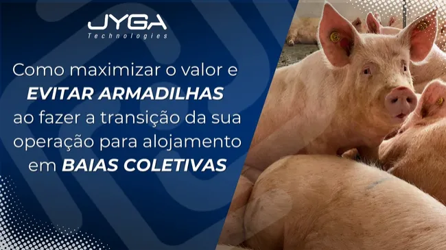 Como maximizar o valor e evitar armadilhas ao fazer a transição da sua operação para alojamento em baias coletivas