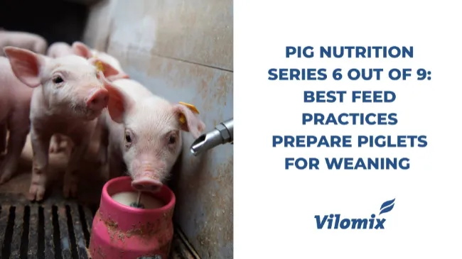 Pig nutrition series 6 out of 9: Best feed practices prepare piglets for weaning