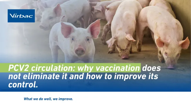 Why Vaccination Does Not Eliminate PCV2 Circulation and How to Improve On-Farm Control