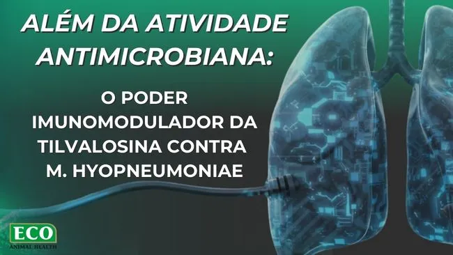 Além da atividade antimicrobiana: o poder imunomodulador da tilvalosina contra Mycoplasma hyopneumoniae