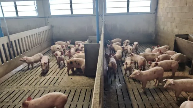 Eccoli… presenti anche oggi🇩🇰🇩🇰🇩🇰
