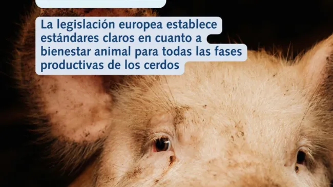 🔍 Bienestar animal: de la normativa a la genética.