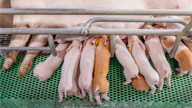 Selección responsable a través de la investigación e innovación - Topigs Norsvin