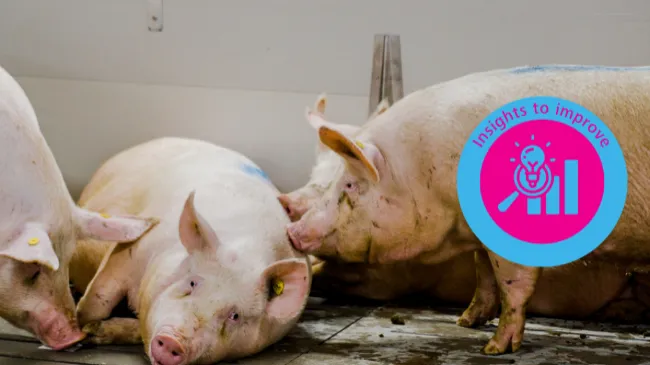 Selección equilibrada y robustez porcina - Topigs Norsvin