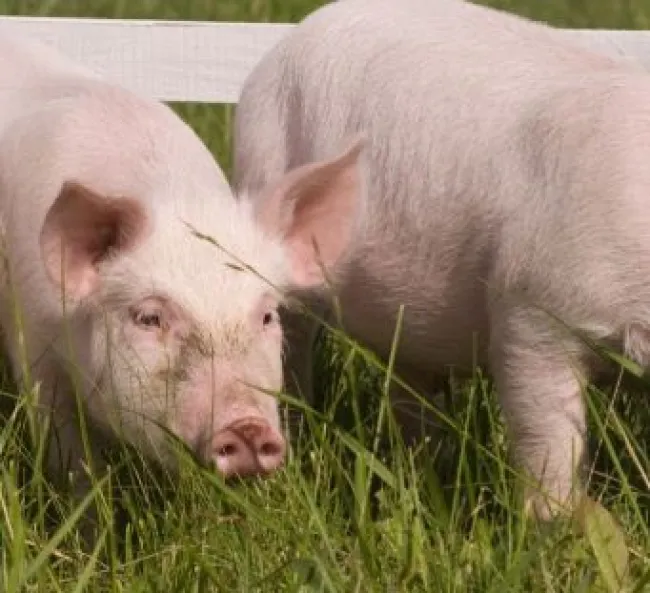 O cio de uma porca adulta dura, em média, 50 horas. Se o animal estiv...
