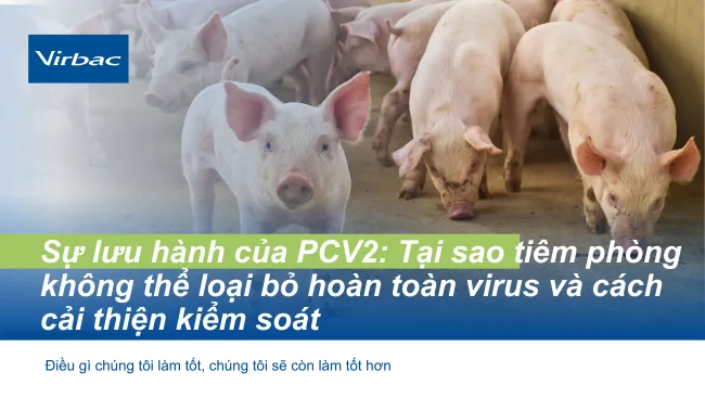 Vì sao tiêm phòng không loại bỏ hoàn toàn sự lưu hành của PCV2 và cách tăng cường kiểm soát trên trại