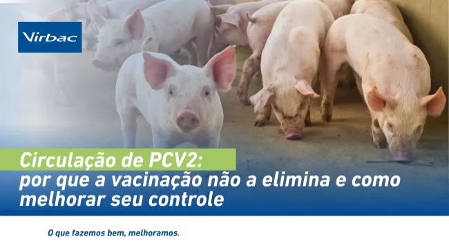 Por que a vacinação não elimina a circulação do PCV2 e como melhorar o controle na granja
