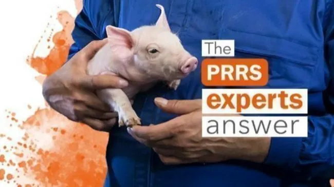 PRRS mass vaccination programme: Can we minimise the stress on sows due to vaccination?