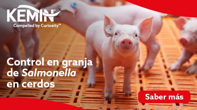 Control en granja de Salmonella en cerdos 