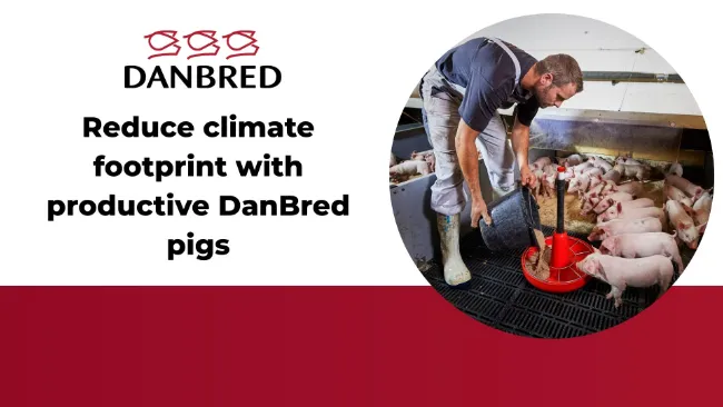 Reduce climate footprint with productive DanBred pigs 