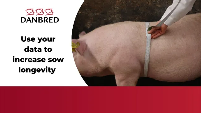 Use your data to increase sow longevity 