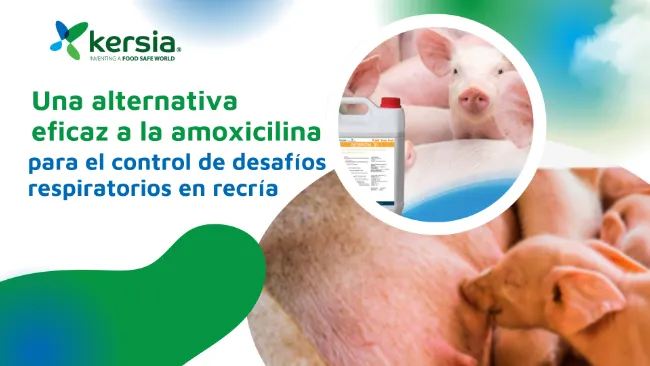 Biobron 10: una alternativa eficaz a la amoxicilina para el control de desafíos respiratorios en recría