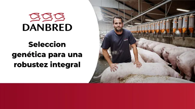 Seleccion genética para una robustez integral