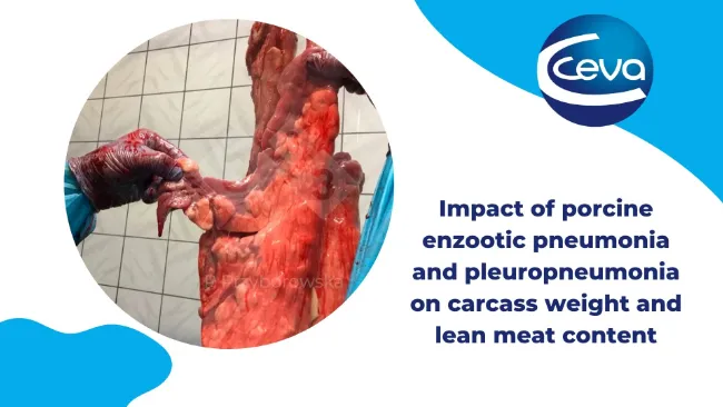 Impact of porcine enzootic pneumonia and pleuropneumonia on carcass weight and lean meat content