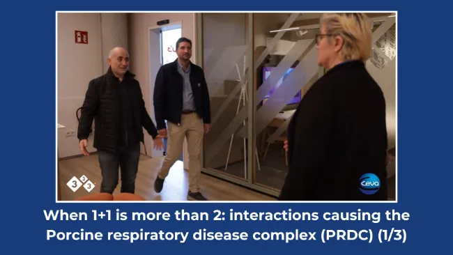 When 1+1 is more than 2: interactions causing the Porcine respiratory disease complex (PRDC) (1/3)