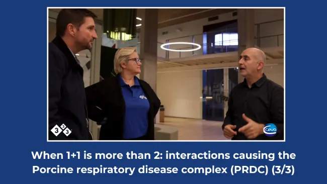 When 1+1 is more than 2: interactions causing the Porcine respiratory disease complex (PRDC) (3/3)