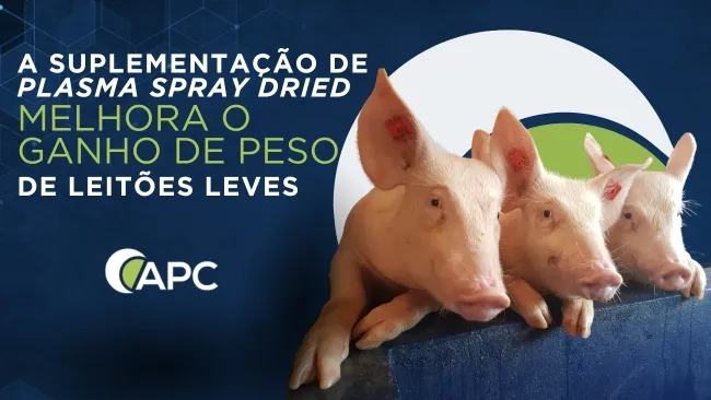 A suplementação de Plasma Spray Dried melhora o ganho de peso de leitões leves