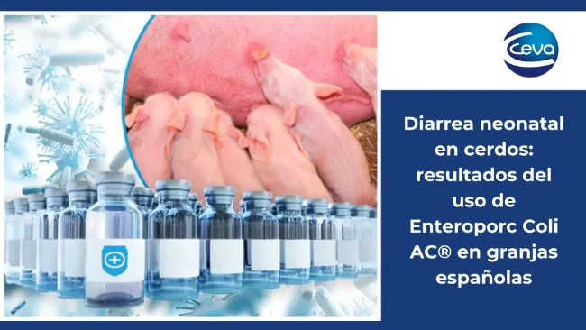 Diarrea neonatal en cerdos: resultados del uso de Enteroporc Coli AC® en granjas españolas