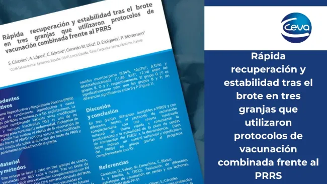 Rápida recuperación y estabilidad tras el brote en tres granjas que utilizaron protocolos de vacunación combinada frente al PRRS