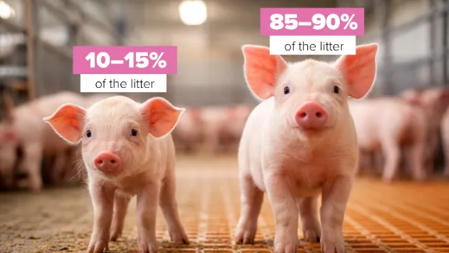 Why treating only small piglets limits performance