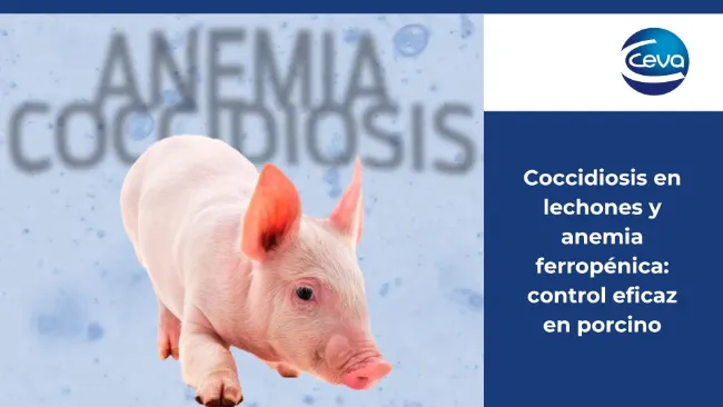 Coccidiosis en lechones y anemia ferropénica: control eficaz en porcino