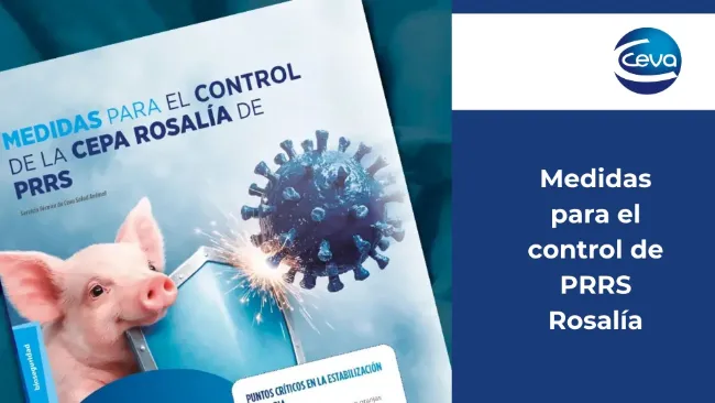 Medidas para el control de PRRS Rosalía