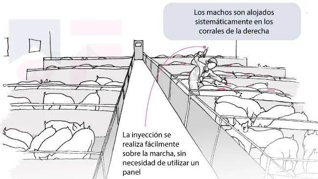 Infografía: Racionalización de la práctica de la inmunocastración