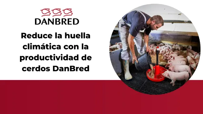 Reduce la huella climática con la productividad de cerdos DanBred