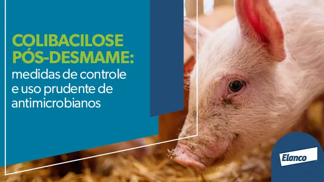 Colibacilose pós-desmame: medidas de controle e uso prudente de antimicrobianos