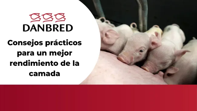 Consejos prácticos para un mejor rendimiento de la camada