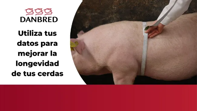 Utiliza tus datos para mejorar la longevidad de tus cerdas
